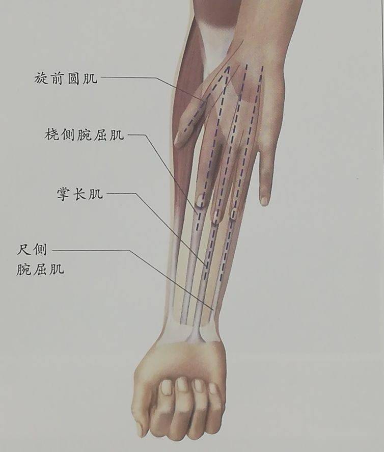 
手臂长痣代表什么？手臂内侧有痣，影响人运势