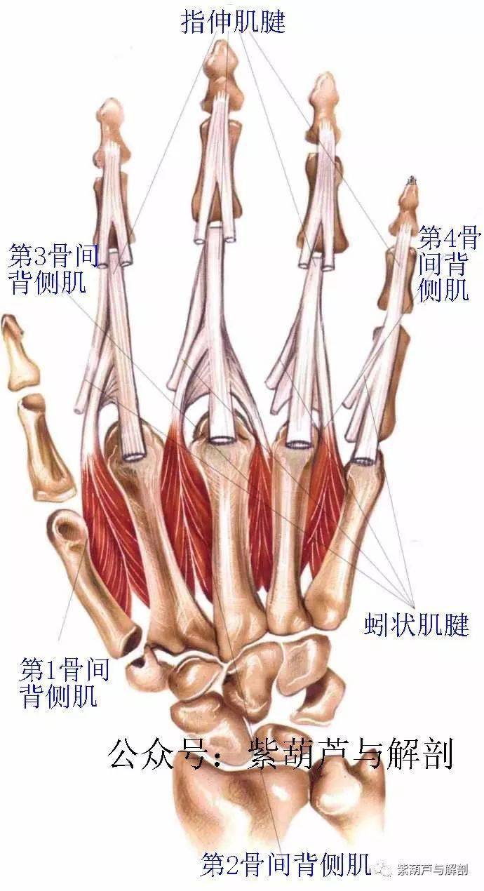 胳膊上痣相图解左手臂痣的人会