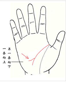 思越木结构|手掌中的智慧线位于什么位置？