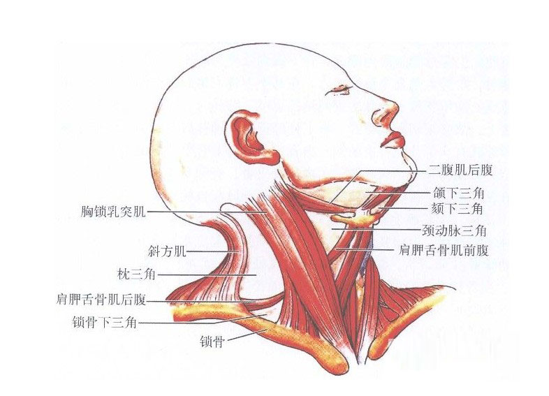 女人脖子痣 招桃花劫