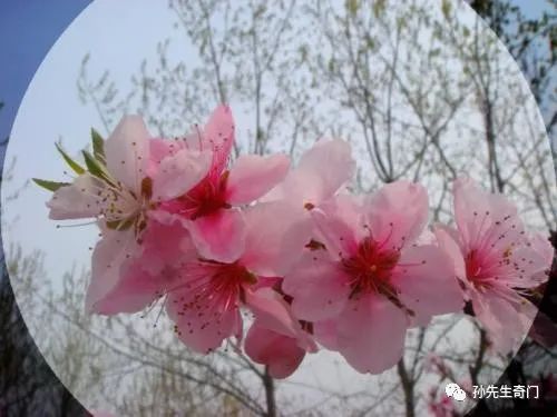 风水堂:八字中的“桃花”