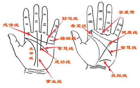 智慧线很长的人优缺点有哪些？你知道吗？