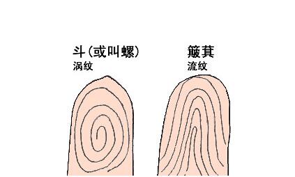 如何从手掌中的指纹预测算命一个斗九个簸箕的人