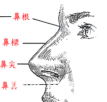 鼻子面相总论