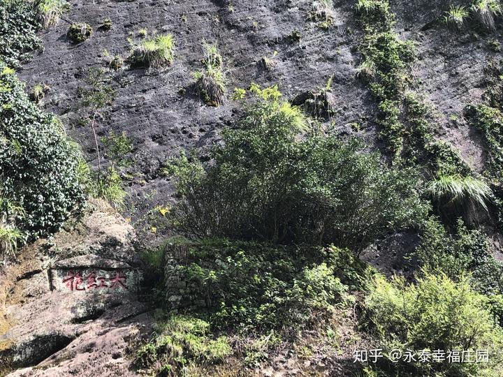 武夷山身为福建人都应该去看看