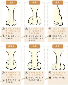 富贵鼻子分几种类型图片大富大贵之鼻相